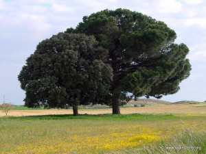 encina-pino-1